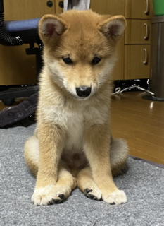 ～お座り犬～