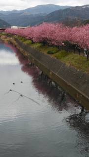 ❀今朝の河津桜❀