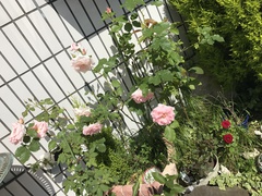 ＊＊我が家の薔薇園＊＊