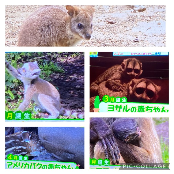 ＃シャボテン公園　赤ちゃんラッシュ＃