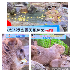 ＃シャボテン公園　赤ちゃんラッシュ＃