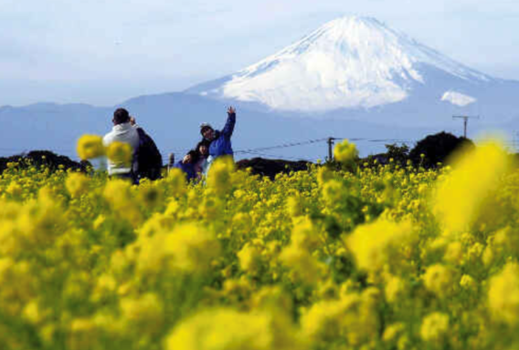 ✿菜の花畑と富士山⛰