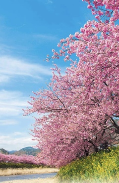 ❀河津桜❀