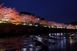 ✿河津桜✿