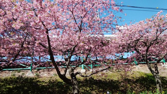 ✿河津桜✿