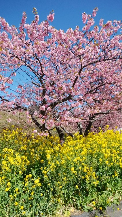 ✿河津桜✿