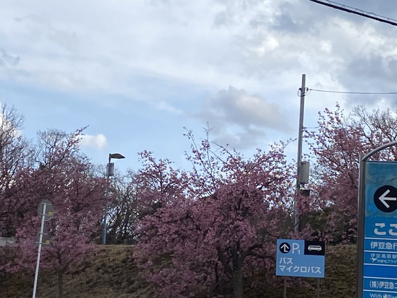 ❀伊豆高原の桜❀