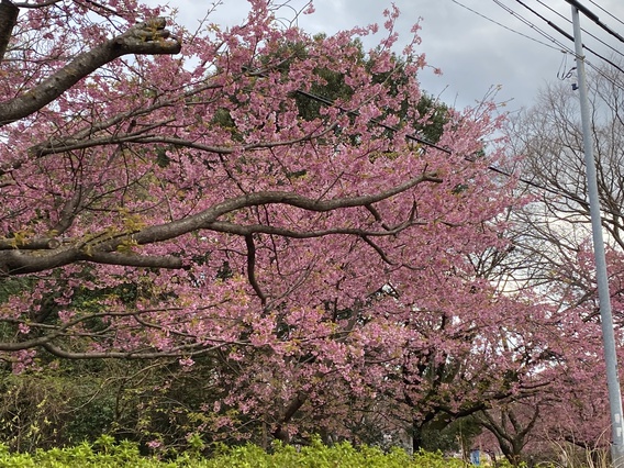 ❀伊豆高原の桜❀