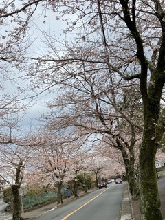 ✿本日の桜情報✿