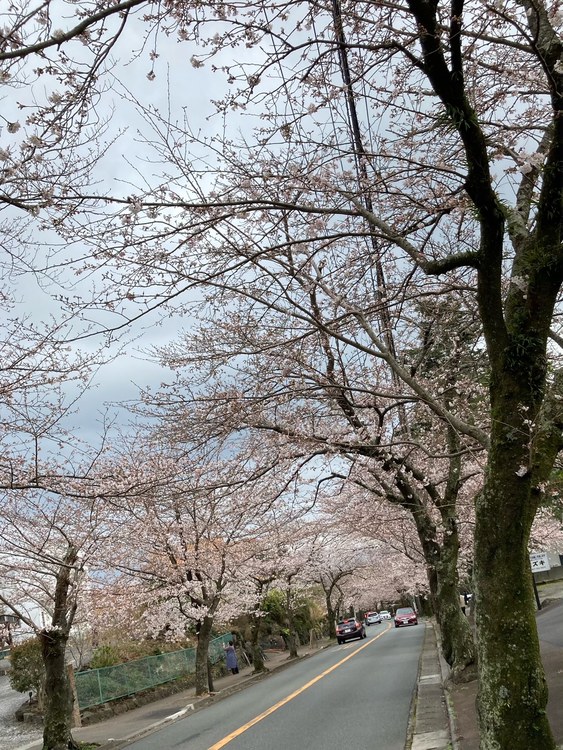 ✿本日の桜情報✿