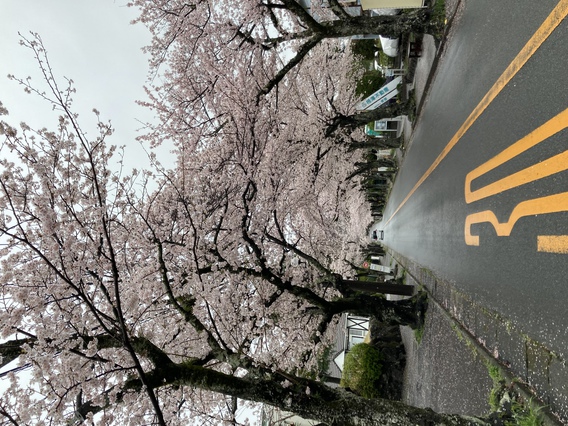 ⌘雨の桜並木⌘