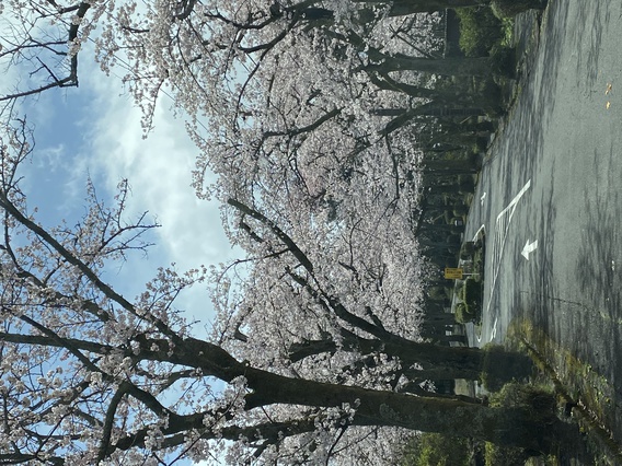 ❀イトーピアの桜❀