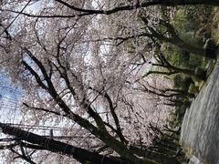 ❀イトーピアの桜❀