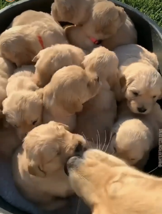 ❤︎多頭飼い❤︎