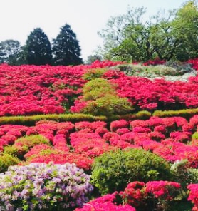 ❀つつじ祭り❀