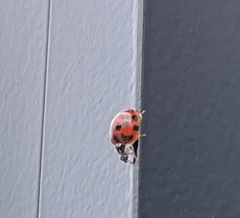 LadyBird