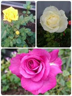 ✿My Garden～夏バラ✿