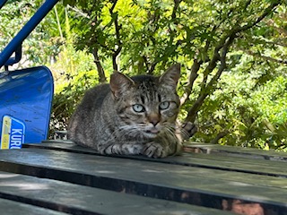 ねこちゃん