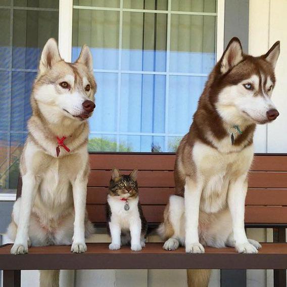 犬と猫は仲良し？