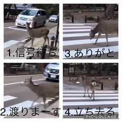 "横断歩道渡りましょう”