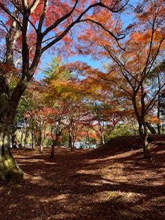 紅葉