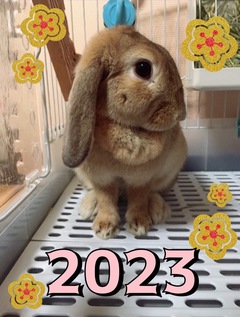 うさぎ年