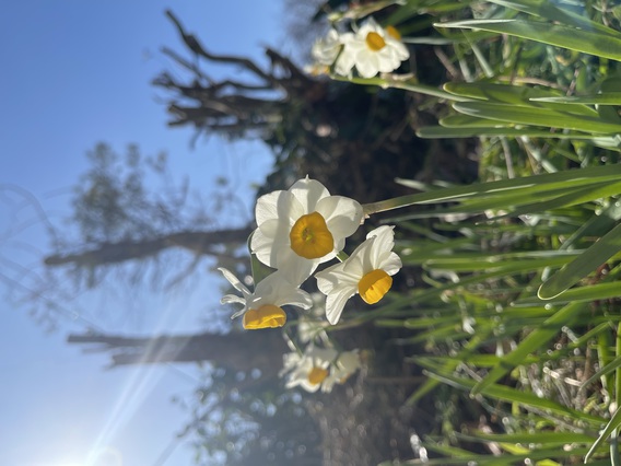 水仙の花