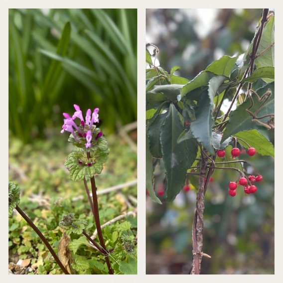 庭の花