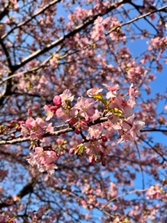 河津桜見ごろ