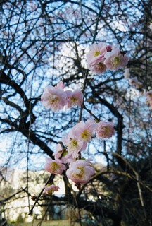 ～春を告げる花～