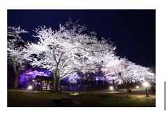 さくらの里夜桜観賞会