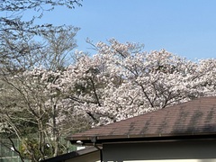 ❀イトーピアの桜❀