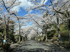 ❀イトーピアの桜 2❀