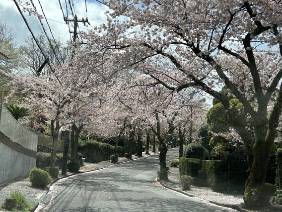 ❀イトーピアの桜3❀