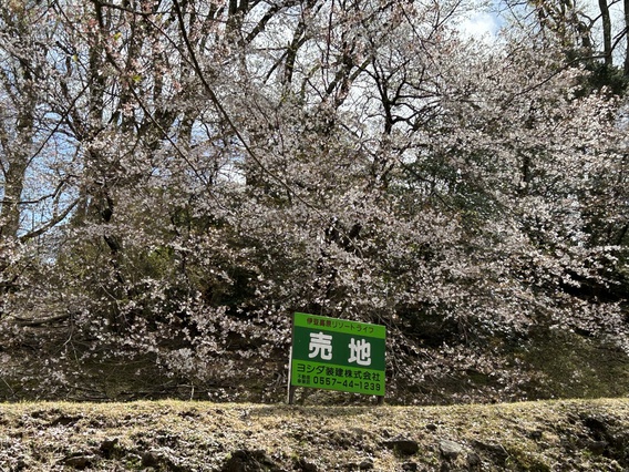 ❀イトーピアの桜3❀