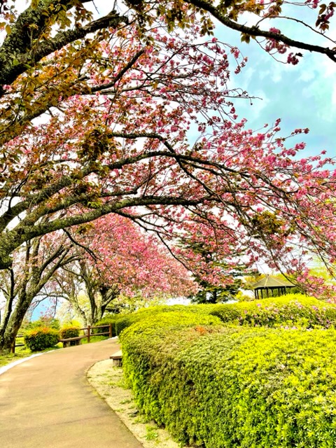 昨日の小室山