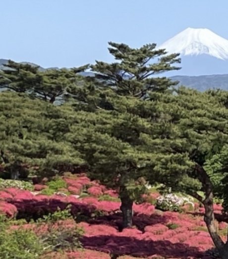 ❁つつじ祭り❁