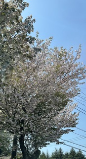 桜は散り始めが美しい…