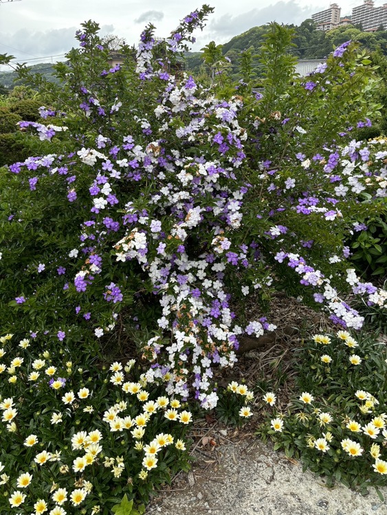 ❀何という名前の花❀