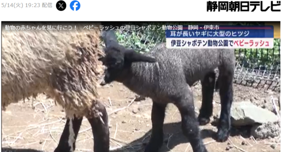 ベビーラッシュ　伊豆シャボテン公園