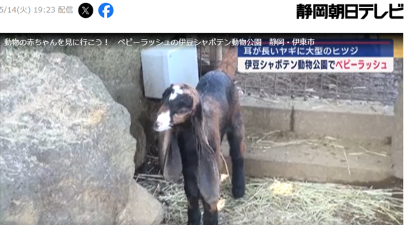 ベビーラッシュ　伊豆シャボテン公園