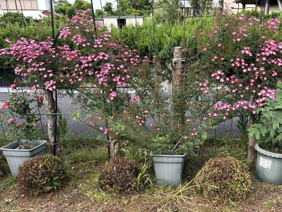 ✿友人宅の花✿