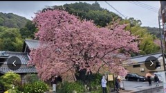 ❁河津桜まつり❁