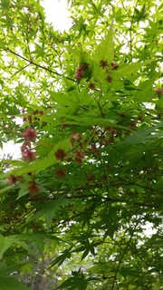 ~バガテル公園にて~