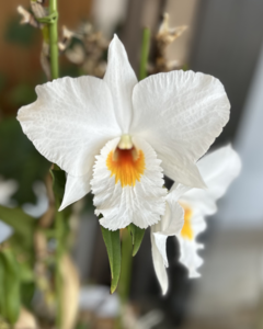 蘭の花