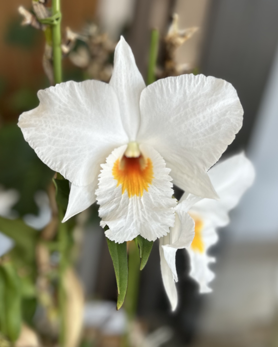 蘭の花