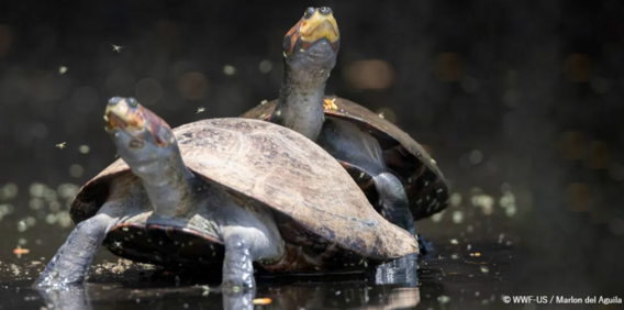 World Turtle Day