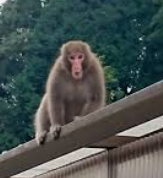 サル出没