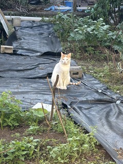 (=^・^=)裏の畑にて(=^・^=)