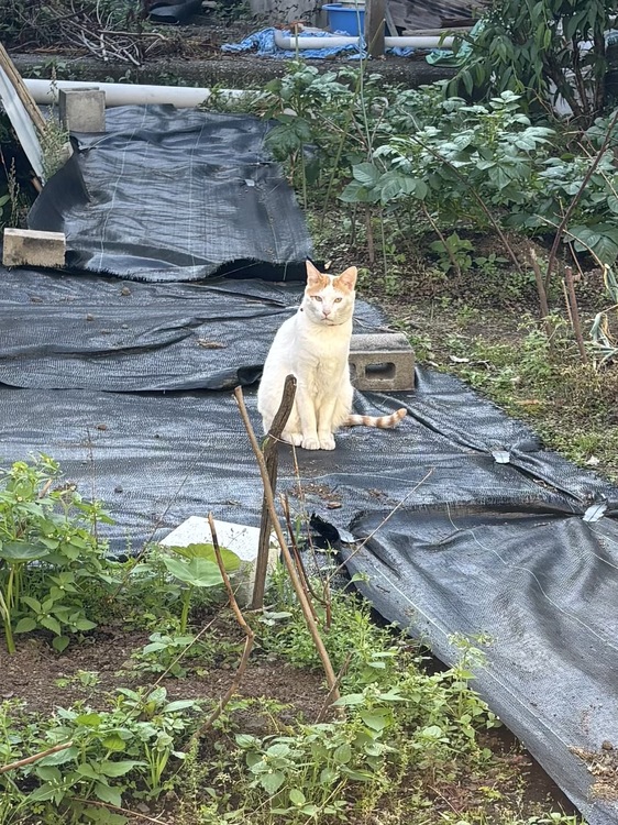 (=^・^=)裏の畑にて(=^・^=)